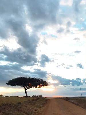 热带稀树草原的落日，给我十秒，我要发呆！#非洲