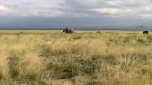 欢迎走进一个牧童在非洲草原的生活