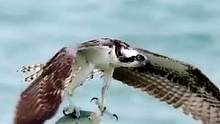 顶级掠食者，鱼鹰捕鱼从不失手，太厉害了！#探纪自然