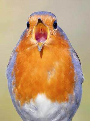 一只胖乎乎的知更鸟，在蓝天下放声高歌 #探纪自然 