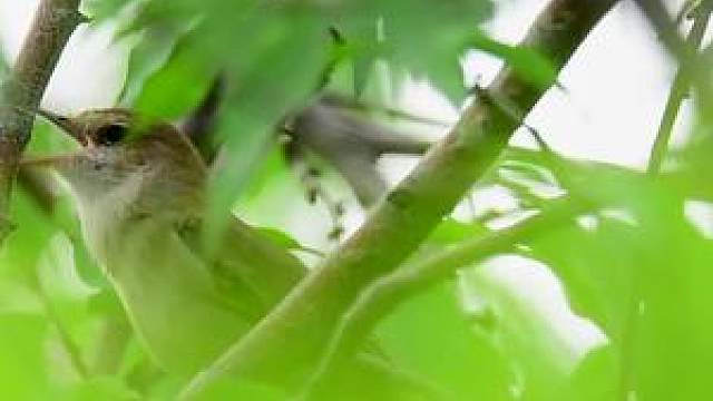 十大榜首鸣鸟,新疆歌鸲鸣唱清脆婉转,太动听了!