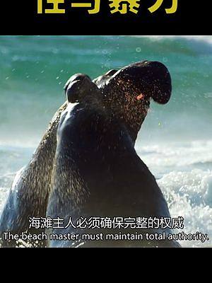 大肉团象鼻海豹 #海洋生物