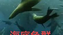 海底鱼群#海底世界