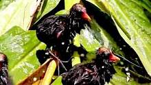 黑水鸡的快乐生活#鸟类摄影 #野生动物零距离 #保护鸟类 #万物皆有灵性