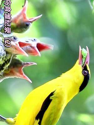 黄鹂鸟育雏纪录（2）#鸟类摄影 #野生动物零距离 #新生命 #抓拍精彩瞬间