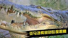 亚马逊的鳄鱼凶残吗？大多温顺乖巧，颠覆认知！