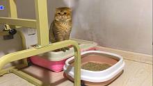 胖猫正梳毛突然跑去上厕所，埋猫砂的模样太绝了，气得主人想揍它