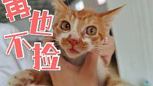 我 发 肆 再 也 不 捡 猫 了