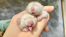 刚出生15天的小老鼠能有多可爱！！！                               花