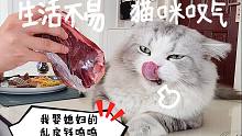 猫生艰难藏点私房钱准备娶个媳妇，结果全被妈妈吃了。
