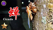 野味41集 | 蟬 | 酥炸金蟬 | cicada | 萍哥Pinger
