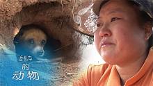 危机中的动物：住在坟地里的狗子一家，背后令人动容的原因