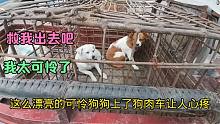 主人太可恨了，不知道啥原因，把两只漂亮的狗狗卖上了狗肉车