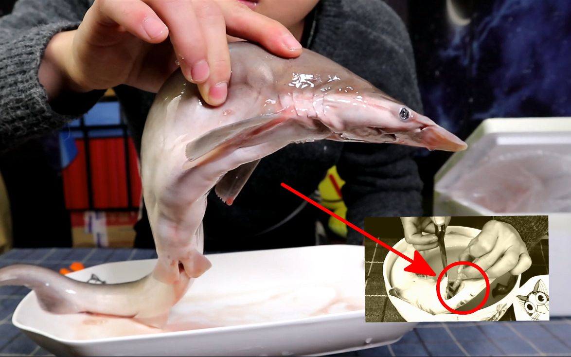 试吃56块钱一只的小鲨鱼，嘴里还叼着猎物，买一送一？