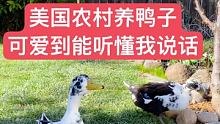 两只小可爱想一起去糟蹋我刚刚种的菜，被我发现了 #宠物成精了 #鸭子 #田园风光乡村生活 美国农村生