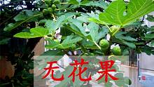 农村常见的无花果叶，以后别再丢掉了，认识与了解一下