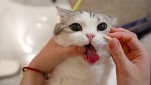 给小猫咪喂药竟然失败了