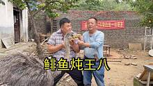 今天大壮做饭摔了小短腿儿，馋了好吃嘴