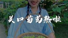 #建始花坪 #关口葡萄 熟啦！#湖北星旅播