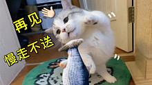 电动小鱼能有什么坏心思？它无非是想欺负小猫咪罢了！喵：你别过来！