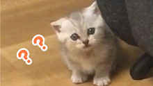 猫咪：你TM学我叫是吧？！