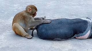 猴子：这尾巴长的也太碍事儿了，上厕所费劲儿不？