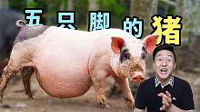 海南一大怪，有一种长5只脚的猪，实地探访真相究竟如何