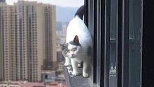 救了上千只猫的我，居然被一只高楼蓝白调戏了！