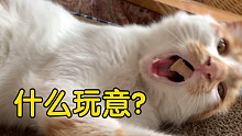 往正在打哈欠的小猫咪嘴里塞火腿肠会是什么反应？