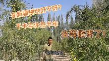 在新疆两个人种64亩枣树怎么样？干半年休息半年，就等着收红枣了