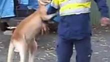 袋鼠紧紧锁住猎犬的脖子，没想到猎犬的主人找了过来，下一秒憋住别笑