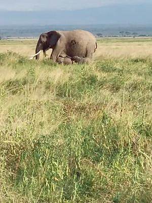 上个月刚诞生的大象龙凤胎，妈妈叫paru，之前生过一个大姐姐，现在母女照顾两个小家伙。肯尼亚安博塞利