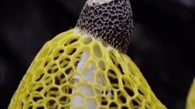 一位身穿半身蕾丝裙的草帽蘑菇#探纪自然