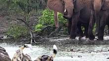 全球野生动物世界2020：野狗袭击小野象，遭到母象群奋力抵抗