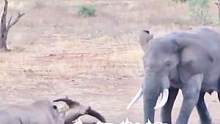 撞#犀牛，咬#河马，赶狮子，温顺的#大象躁起来有多可怕？