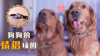 給狗狗做一對定情項圈，它戴上圈兒后卻像被施了緊箍咒~【金毛海德和格格】