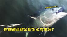 你知道蓝鳍金枪怎么放生吗？先拖它半小时，然后再放生！