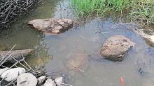 农村偏僻水坑传来奇怪的声音，走近一看拔腿就跑，这是什么