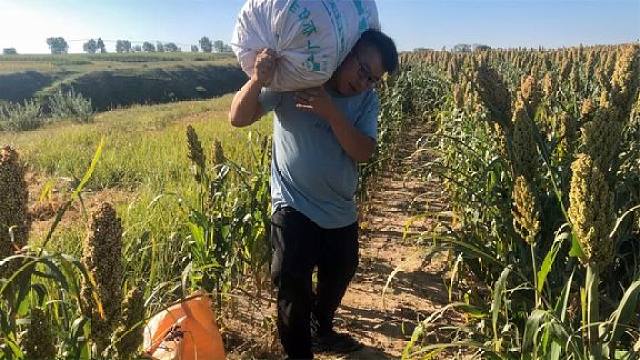 哥哥扛麻袋,要雪花鞋带,这是干啥?俩人开心笑,到家吃红薯真香