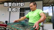 福建老板在汉中养南美白对虾，摸索5年能成功吗？捞虾看收成