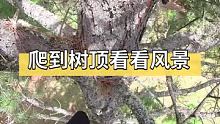 爬到树顶看看风景！