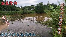 野河涨水大树倒河里，谷麦打窝连钓两天居然无口，真实野钓！