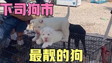 今天逛了下司狗市遇到到了几条精品下司犬！有你喜欢的吗？