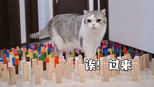 猫咪避障挑战！居然集体翻车，只能比谁推倒得更少