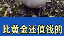 比黄金还值钱