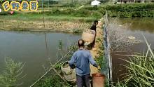 农村大叔下鱼塘捉鱼，方法古老，动作搞笑却很实用，你见过吗？