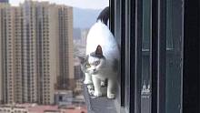 救了上千只猫的我，居然被一只高楼蓝白调戏了！