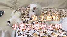小老二：只要能露脸，小奶猫要什么脸！