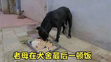 卡斯罗连吃5条狗崽，主人忍痛送它上车，看最后一餐给它吃的啥？