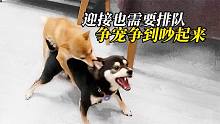 谁先去迎接老爸？小柴犬们为了这个就吵起来了，场面太搞笑